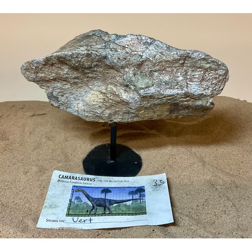 5028 - A Jurassic Period Camarasaurus vertebrae section on stand, sculptural form, Morrison Formation, Wyom... 