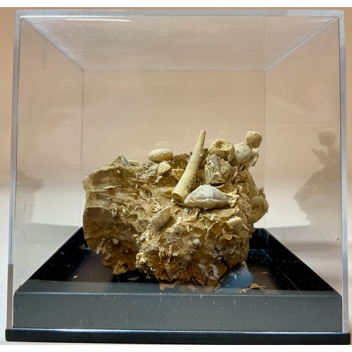5020 - A Gastropod and Echinoid cluster on matrix, Eocene Epoch, of complex sculptural form, The Paris Basi... 