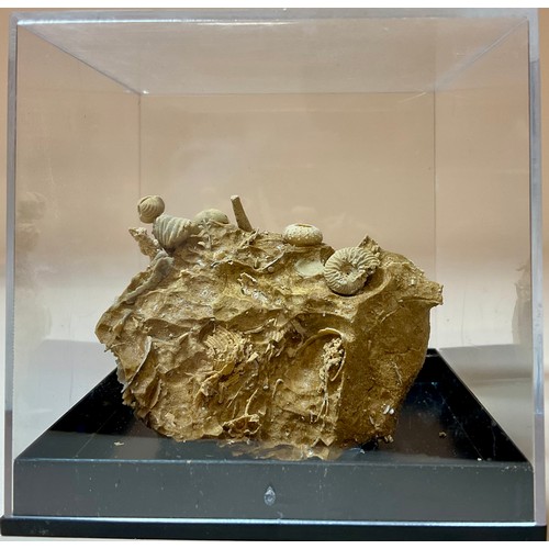 5020 - A Gastropod and Echinoid cluster on matrix, Eocene Epoch, of complex sculptural form, The Paris Basi... 