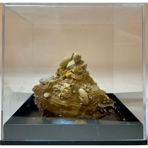 5020 - A Gastropod and Echinoid cluster on matrix, Eocene Epoch, of complex sculptural form, The Paris Basi... 