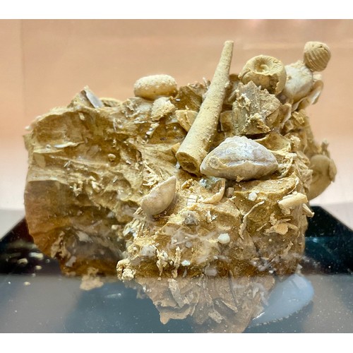 5020 - A Gastropod and Echinoid cluster on matrix, Eocene Epoch, of complex sculptural form, The Paris Basi... 