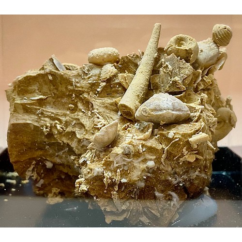 5020 - A Gastropod and Echinoid cluster on matrix, Eocene Epoch, of complex sculptural form, The Paris Basi... 