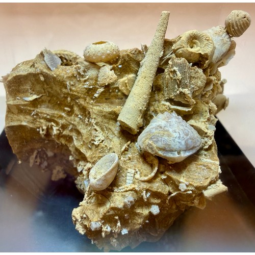 5020 - A Gastropod and Echinoid cluster on matrix, Eocene Epoch, of complex sculptural form, The Paris Basi... 