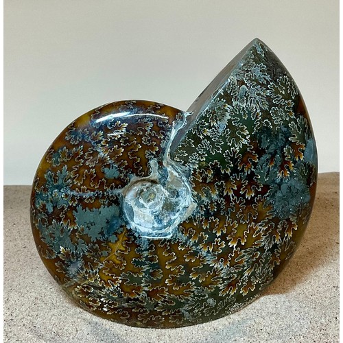5001 - A highly polished Cretaceous period Ammonite (Cleoniceras) shell, showing fern like structures with ... 