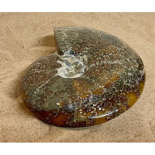 5001 - A highly polished Cretaceous period Ammonite (Cleoniceras) shell, showing fern like structures with ... 