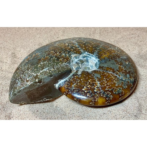 5001 - A highly polished Cretaceous period Ammonite (Cleoniceras) shell, showing fern like structures with ... 