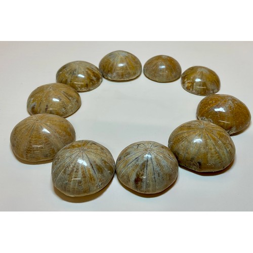 5056 - Cretaceous Period (100 million years B.P) forty nine highly polished fossil sea urchin (Echinoid) sp... 