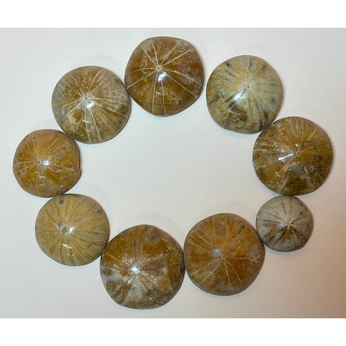 5056 - Cretaceous Period (100 million years B.P) forty nine highly polished fossil sea urchin (Echinoid) sp... 
