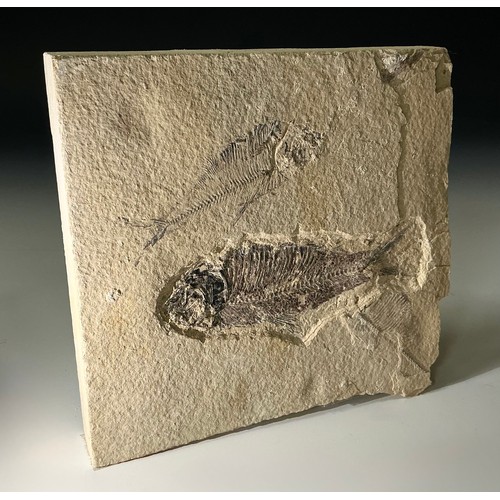 5006 - A Lower Eocene period fossilised fish specimen (Diplomystus dentatus) within a limestone matrix, unp... 