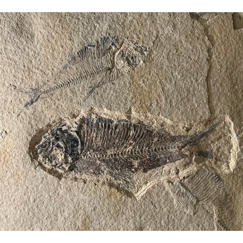 5006 - A Lower Eocene period fossilised fish specimen (Diplomystus dentatus) within a limestone matrix, unp... 