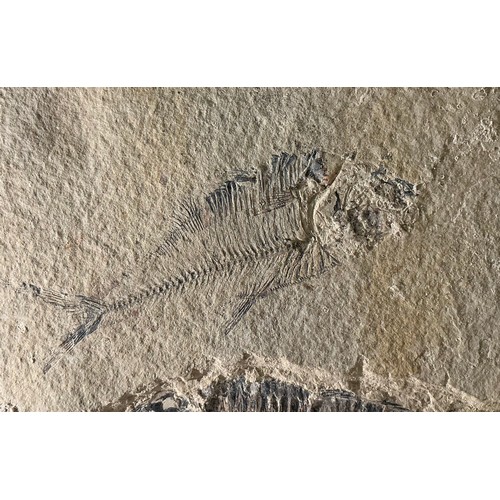 5006 - A Lower Eocene period fossilised fish specimen (Diplomystus dentatus) within a limestone matrix, unp... 