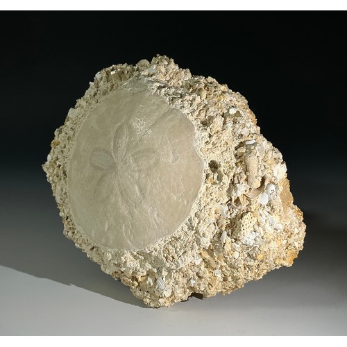5040 - An Eocene Period Echinoid (Protoscutella Mississippiensis) specimen on matrix, ancient Falun Sea bed... 