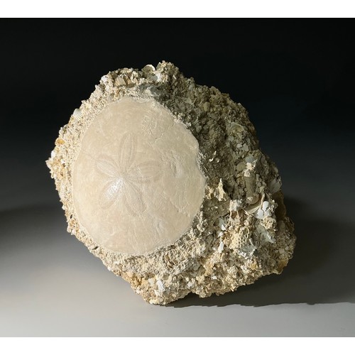 5040 - An Eocene Period Echinoid (Protoscutella Mississippiensis) specimen on matrix, ancient Falun Sea bed... 