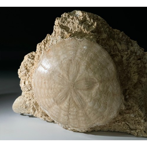5042 - An Eocene Period Echinoid (Protoscutella Mississippiensis) specimen on matrix, ancient Falun Sea bed... 