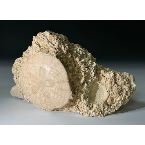 5042 - An Eocene Period Echinoid (Protoscutella Mississippiensis) specimen on matrix, ancient Falun Sea bed... 