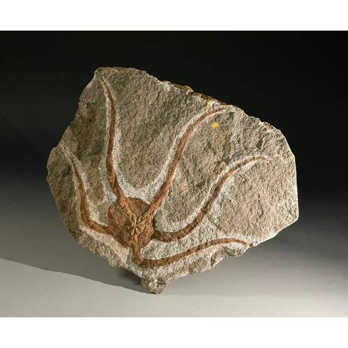 5016 - A well-preserved Brittle Star/Starfish fossil (ophiura ordovicum) from Blekus, Morocco. Ophiuroid fa... 