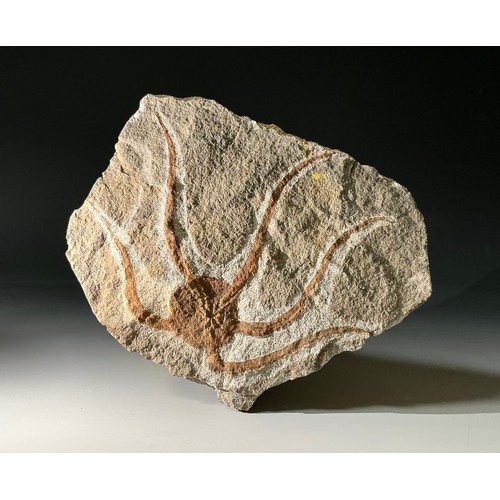 5016 - A well-preserved Brittle Star/Starfish fossil (ophiura ordovicum) from Blekus, Morocco. Ophiuroid fa... 