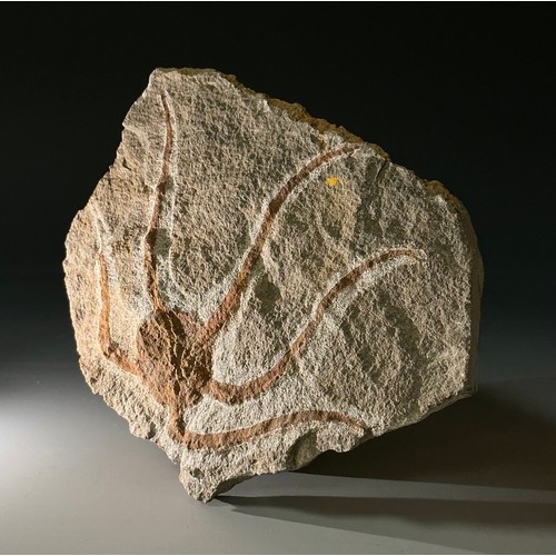 5016 - A well-preserved Brittle Star/Starfish fossil (ophiura ordovicum) from Blekus, Morocco. Ophiuroid fa... 
