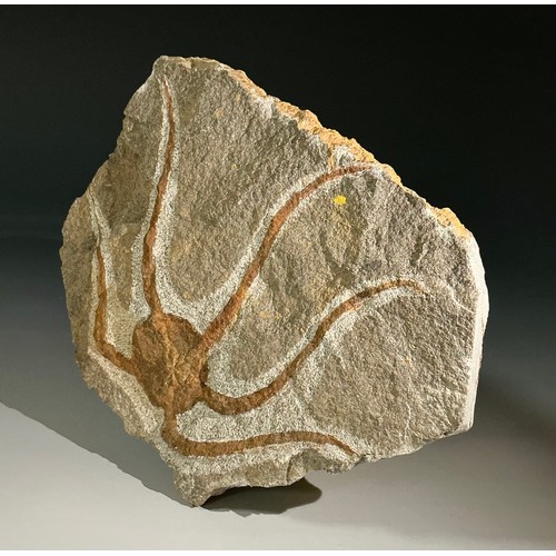 5016 - A well-preserved Brittle Star/Starfish fossil (ophiura ordovicum) from Blekus, Morocco. Ophiuroid fa... 