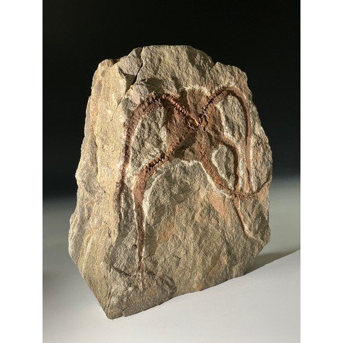 5015 - A well-preserved Brittle Star/Starfish fossil (ophiura ordovicum) from Blekus, Morocco. Ophiuroid fa... 