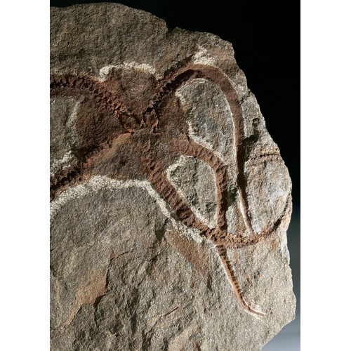 5015 - A well-preserved Brittle Star/Starfish fossil (ophiura ordovicum) from Blekus, Morocco. Ophiuroid fa... 