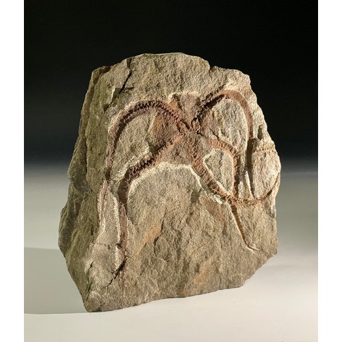 5015 - A well-preserved Brittle Star/Starfish fossil (ophiura ordovicum) from Blekus, Morocco. Ophiuroid fa... 