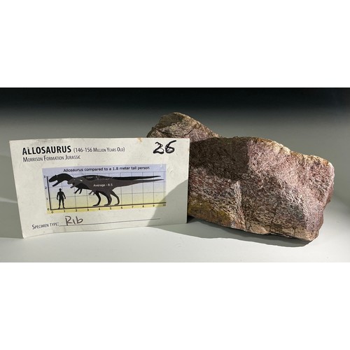 5025 - A Jurassic Period Allosaurus dinosaur fossil rib section, Morrison Formation, Wyoming, USA, 199-145 ... 