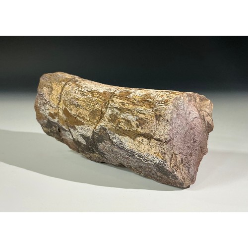 5025 - A Jurassic Period Allosaurus dinosaur fossil rib section, Morrison Formation, Wyoming, USA, 199-145 ... 