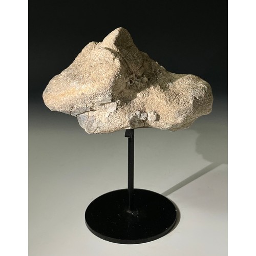 5003 - A Late Eocene Brontotherium dinosaur fossilised femur segment on stand, sculptural form, Wyoming reg... 