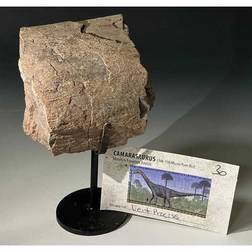 5026 - A Jurassic Period Camarasaurus vertebrae section on stand, Morrison Formation, Wyoming, USA, 199-145... 