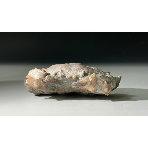 5017 - An Eocene epoch fossilised crab (Harpacacinus Punctatus) on partial matrix, 8cm wide, 45 million yea... 