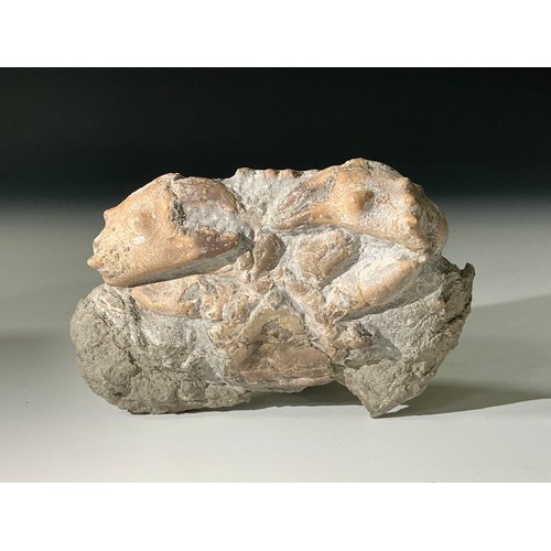 5017 - An Eocene epoch fossilised crab (Harpacacinus Punctatus) on partial matrix, 8cm wide, 45 million yea... 