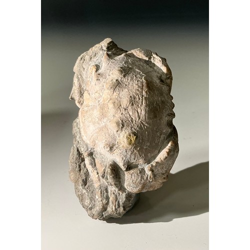 5017 - An Eocene epoch fossilised crab (Harpacacinus Punctatus) on partial matrix, 8cm wide, 45 million yea... 