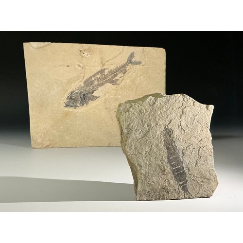 5019 - An Eocene epoch fossilised Knightia fish specimen, Green River Formation, Wyoming, USA, unprepared, ... 