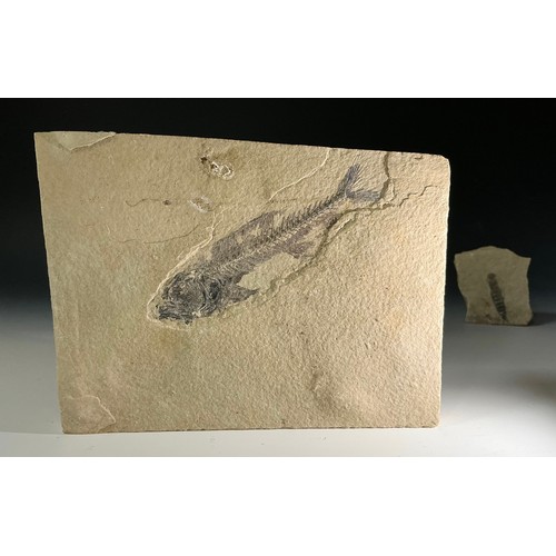 5019 - An Eocene epoch fossilised Knightia fish specimen, Green River Formation, Wyoming, USA, unprepared, ... 