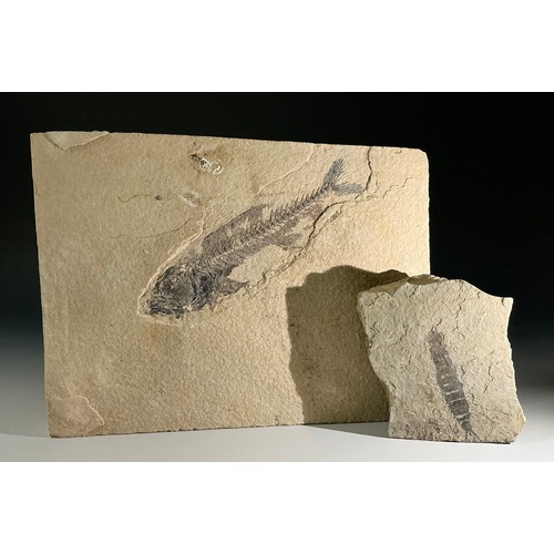 5019 - An Eocene epoch fossilised Knightia fish specimen, Green River Formation, Wyoming, USA, unprepared, ... 