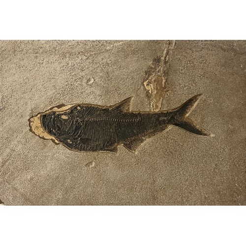 5013 - A very large Lower Eocene period fossilised fish specimen (Diplomystus dentatus) finely preserved wi... 