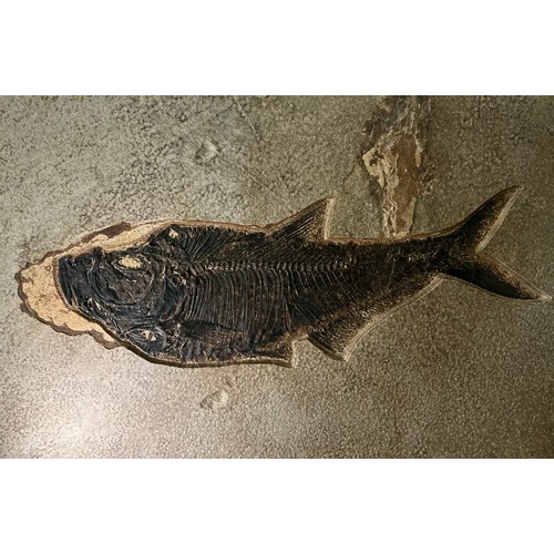 5013 - A very large Lower Eocene period fossilised fish specimen (Diplomystus dentatus) finely preserved wi... 
