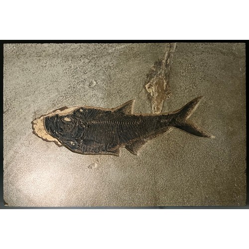 Lot 5013      