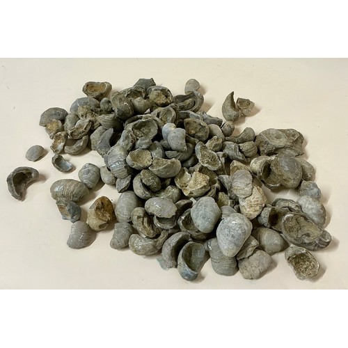 5034 - A collection of Jurassic Period Gryphaea arcuata fossil bivalves, also known as 'Devil's Toenails', ... 