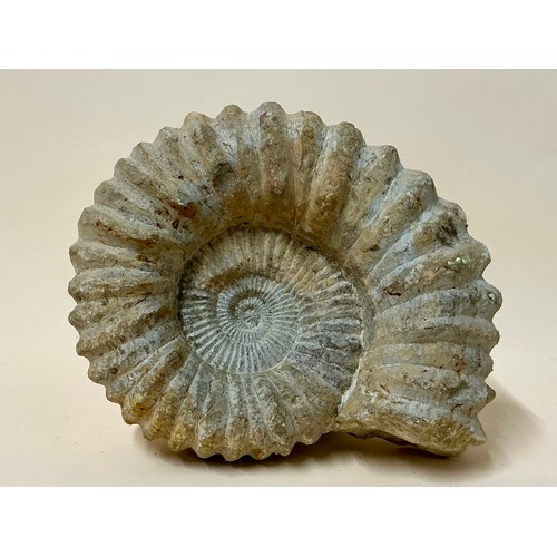 5002 - A Late Cretaceous period Acanthoceras ammonite fossil from the Madagascan region, 95million years of... 