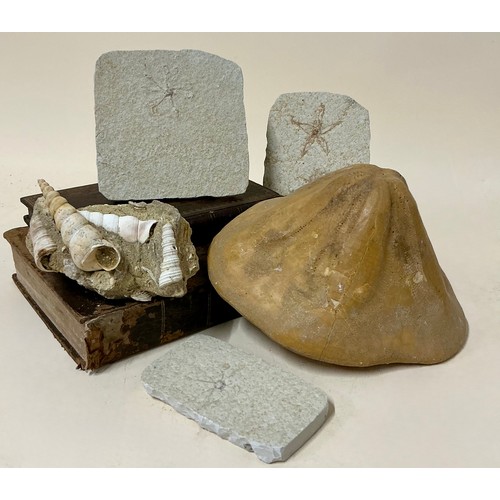 5012 - A very large Clypeaster Sea Urchin (echinoid), Miocene Period, the base approximately 17cm diameter,... 