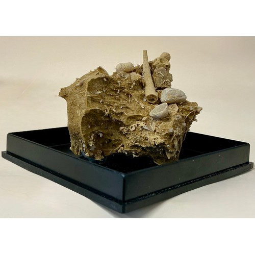 5020 - A Gastropod and Echinoid cluster on matrix, Eocene Epoch, of complex sculptural form, The Paris Basi... 