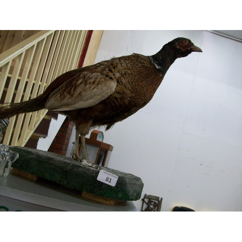 81 - Stuffed Pheasant on Wooden Plinth