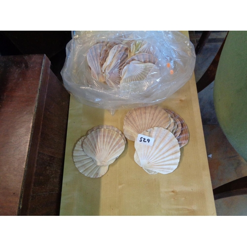 529 - Large Lot of Seashells (50+)