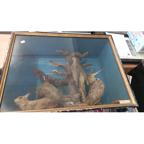203 - Taxidermy diorama featuring various woodland creatures, including a bird and a squirrel. The diorama... 