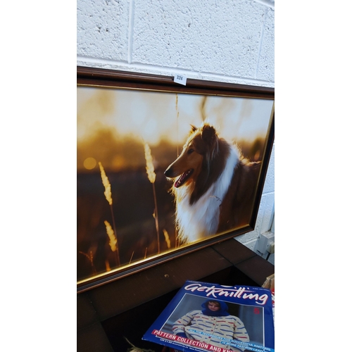 324 - Framed photograph of a Collie dog at sunset