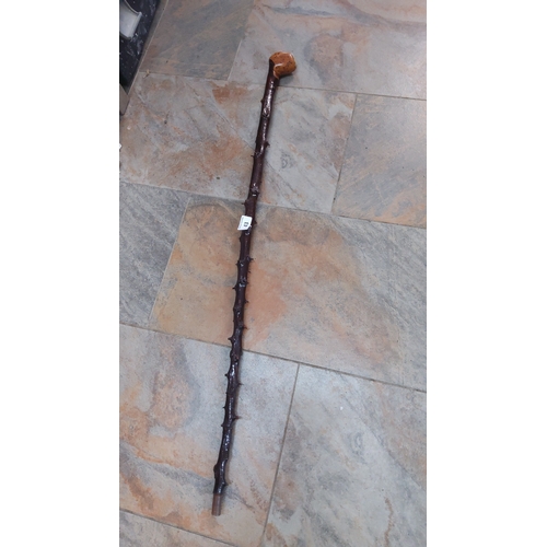 43 - One piece blackthorn walking stick in dark polished thornwood, the shaft retaining natural knotted b... 