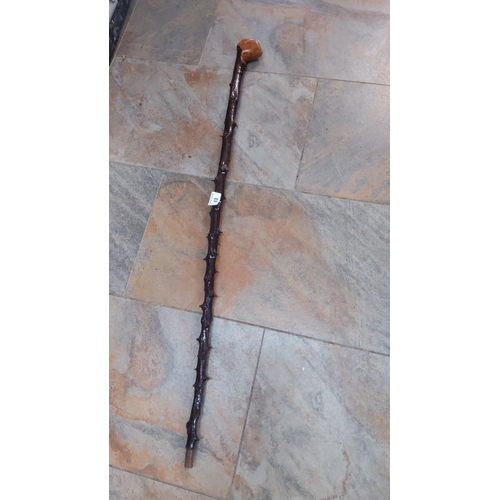43 - One piece blackthorn walking stick in dark polished thornwood, the shaft retaining natural knotted b... 
