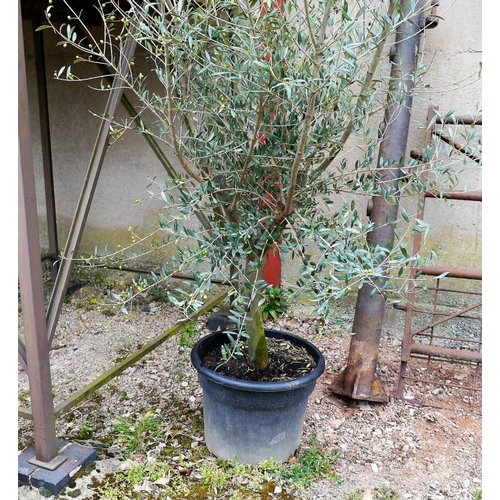 190 - Olive tree